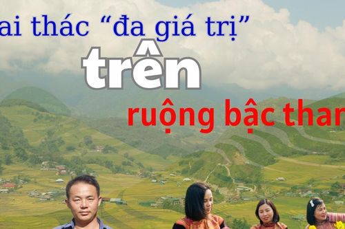 Khai thác 'đa giá trị' trên ruộng bậc thang