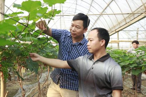 Xây dựng người nông dân Yên Bái phát triển toàn diện