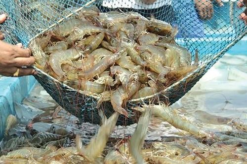 Tôm cá - lắm những khúc quanh!