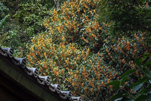 Có nên trồng cây mộc hương trước nhà?