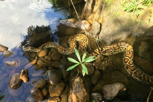 Trăn 'khủng' từng nuốt dê của dân được thả về môi trường tự nhiên