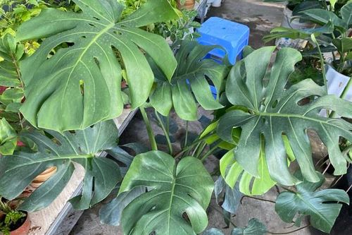 Bất ngờ với lợi ích từ quả của loại cây trồng trong nhà lọc không khí, mang lại tài lộc cho gia chủ