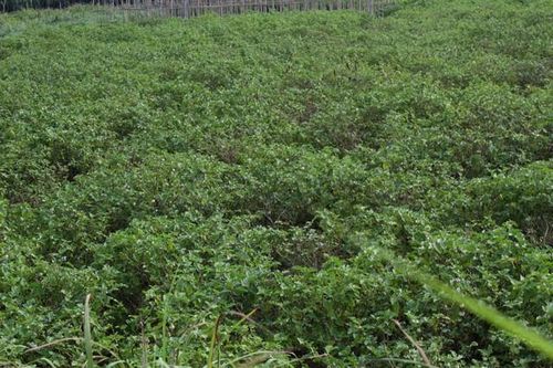 Nhân rộng các mô hình an toàn thực phẩm tại vùng cao Bá Thước
