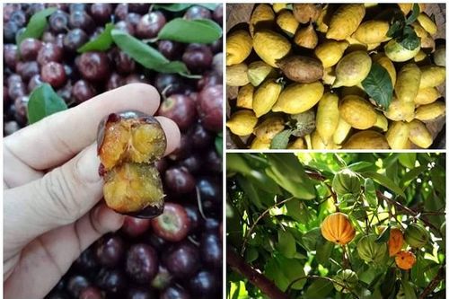 3 loại quả xưa rụng đầy gốc nay dân phố lùng mua khắp chợ