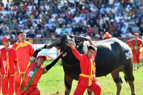 Khai hội trâu chọi Đồ Sơn