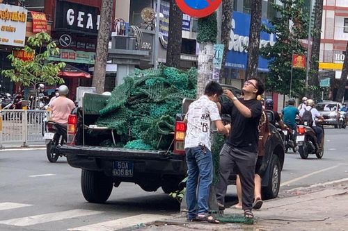 Quận 5 bắt đầu tháo gỡ cỏ nhựa quấn cột điện, trụ đèn