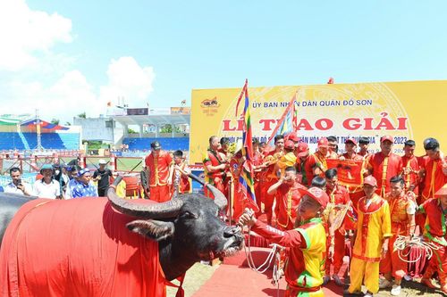 'Ông' trâu nặng 1,3 tấn bị thương vẫn ra sân quyết đấu, giành chức vô địch