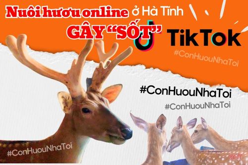 Nuôi hươu online ở Hà Tĩnh 'gây sốt' TikTok