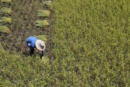 Sản lượng gạo Thái Lan dự kiến giảm do thời tiết El Nino