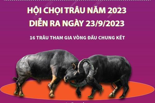 Hấp dẫn Lễ hội chọi trâu truyền thống Đồ Sơn năm 2023