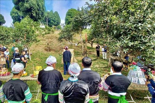 Lễ hội tôn vinh cây chè tổ: Bảo vệ và phát triển giống chè quý Suối Giàng