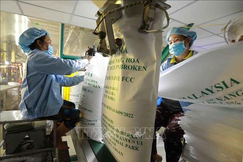 Giá gạo của Thái Lan, Việt Nam tiếp tục giảm