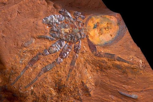 Phát hiện hóa thạch nhện cỡ lớn ở Australia
