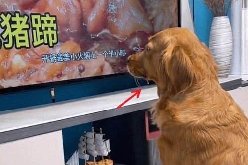 Đưa chó Golden sang nhà hàng xóm chơi đúng giờ cơm trưa, chủ khóc dở mếu dở với hành động này của chó cưng