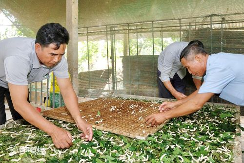 Nghề nuôi tằm ở Sông Ray