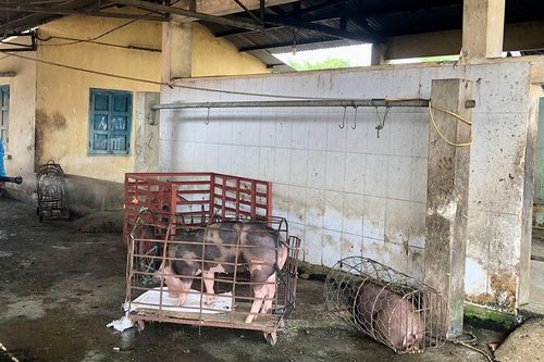 Chủ động phòng bệnh cho gia súc thời điểm giao mùa