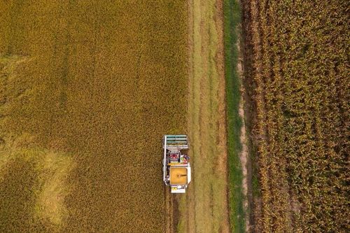 Sản lượng gạo của Thái Lan có thể suy giảm do El Nino