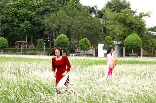 Phát hiện bãi cỏ lau trắng muốt nằm giữa trung tâm Hà Nội, chị em nhìn thấy là thích mê