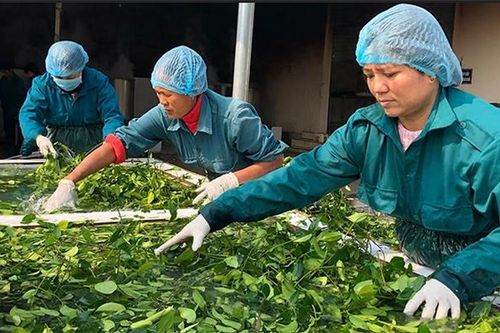 Nên tập trung nguồn lực quốc gia để phát triển cây quốc dược