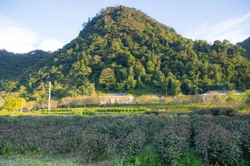 Đẩy mạnh trồng dược liệu dưới tán rừng, tạo sinh kế cho người dân