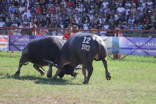 Lễ hội chọi trâu Đồ Sơn: Trâu 1,3 tấn giành vô địch, chủ trâu 'ẵm giải' thưởng 100 triệu đồng