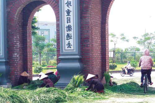 Cốm mộc