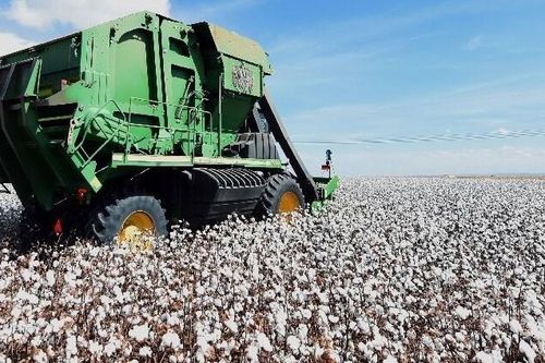 Brazil sẵn sàng trở thành nước xuất khẩu bông lớn nhất thế giới
