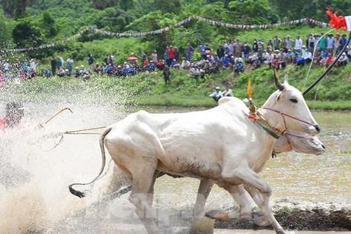 Cận cảnh màn tranh tài gay cấn ở hội đua bò An Giang