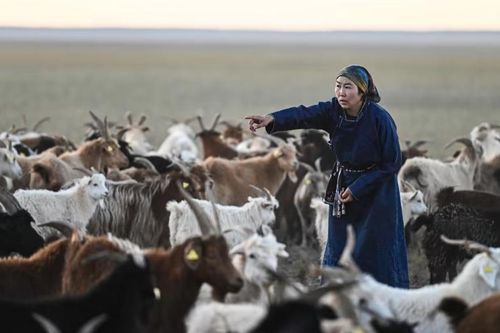 Cuộc sống ngày càng khắc nghiệt ở sa mạc Gobi, nắng nóng là thủ phạm
