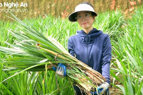 Nông dân Yên Thành trồng giống cỏ sữa mới cho năng suất cao