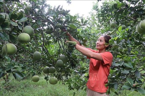 Mô hình kinh tế điển hình thu lợi nhuận hàng tỷ đồng mỗi năm