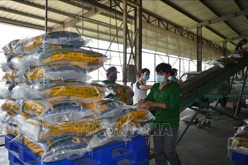Thị trường nông sản: Giá gạo giảm mạnh hơn so với giá lúa