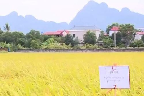 HTX nông nghiệp Tuy Lai dùng lúa gây sức ép với người dân để truy nợ?