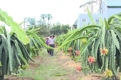 Lâm Hà, Lâm Đồng: Phụ nữ làm chủ kinh tế nhờ mô hình Tổ liên kết sản xuất