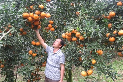 Hà Giang: Chỉ dẫn địa lý giúp mở rộng cơ hội tiêu thụ nông sản