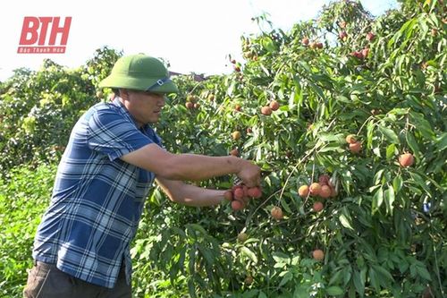 Ngọc Lặc tích tụ ruộng đất phát triển nông nghiệp quy mô lớn