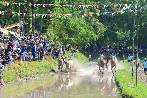 Sôi nổi Hội đua bò chùa Rô lần thứ IX mừng lễ Sene Dolta năm 2023