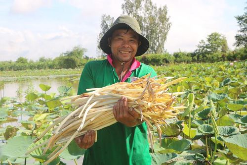 Về miệt đồng thưởng thức món ngon bình dân từ sen