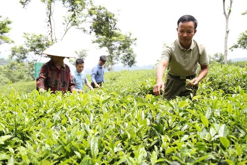 Ngành nông nghiệp Lào Cai: 11/20 chỉ tiêu đạt từ 80% - 100% kế hoạch năm