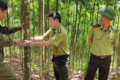 Bảo Yên thực hiện vượt mục tiêu nâng tỷ lệ che phủ rừng