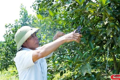 Phù Yên hỗ trợ các hợp tác xã phát triển