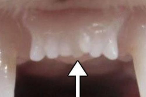 Nhật Bản phát triển thuốc mọc răng đầu tiên trên thế giới
