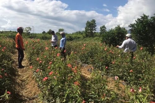 Trồng cây dược liệu, phát triển kinh tế vùng đồng bào dân tộc thiểu số từ nguồn vốn Chương trình MTQG 1719