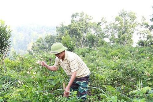 Bảo tồn, nhân rộng cây dược liệu quý ở Lạng Sơn
