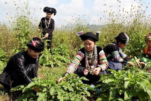 Tiềm năng phát triển ngành dược liệu ở Việt Nam rất lớn