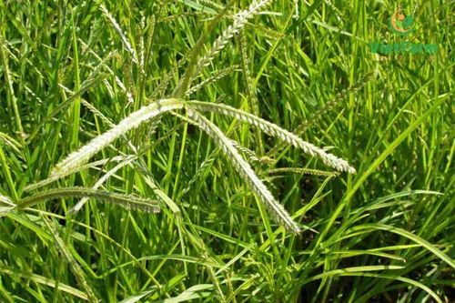 9 bài thuốc chữa bệnh từ cỏ mần trầu