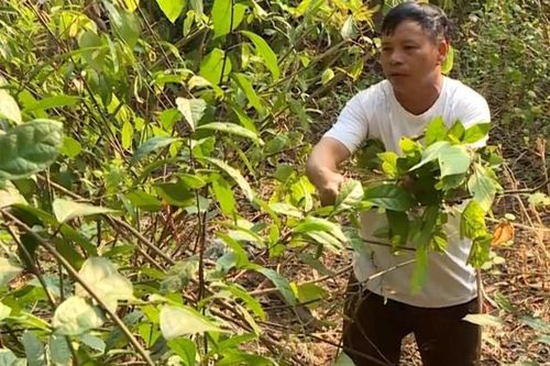 Người giữ gìn nghề thuốc nam của dân tộc Nùng