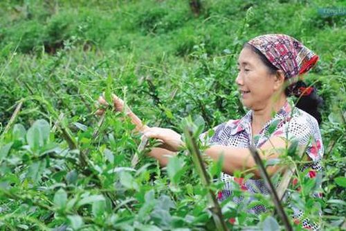 'Đòn bẩy' phát triển vùng trồng dược liệu