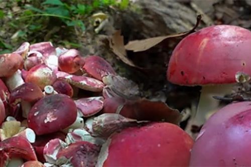 Chỉ mọc vào ban đêm, loài này ở Việt Nam được ví như 'vàng đỏ'
