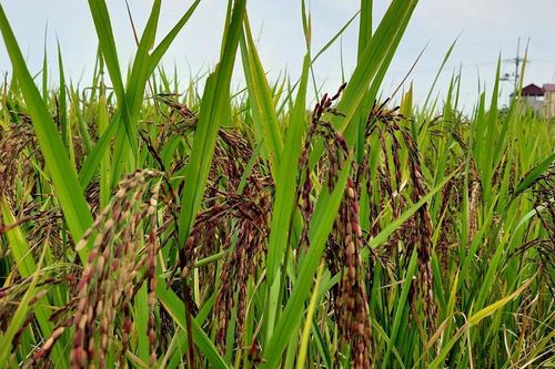 Huyện Chương Mỹ: Giống lúa 'tím lịm' mang lại hiệu quả kinh tế cao